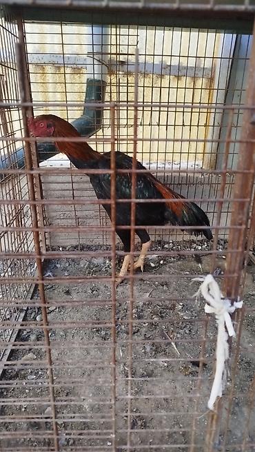куры балыкчы: Продаю | Куры — 4