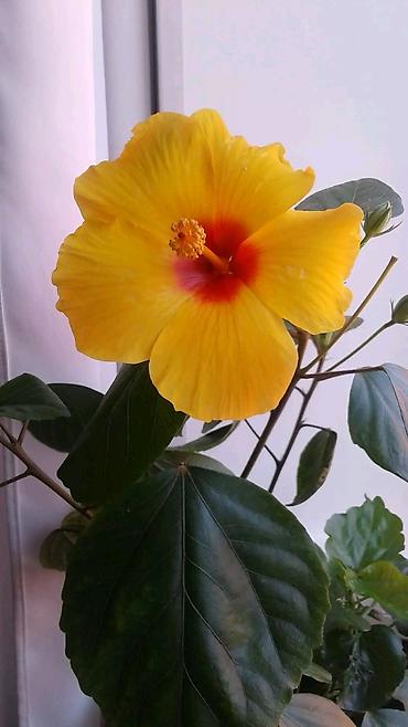 ucuz gul: Məhsul: Hibiskus (Çin qızılgülü) – narıncı/sarı rəngli, qırmızı — 3