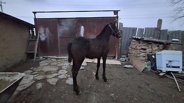 Лошади, кони: Продаю | Жеребенок | Полукровка | Для разведения — 7