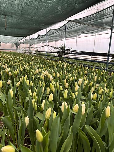 Цветы и букеты: Тюльпаны тепличного выращивания — срезка и срезочные бутоны - — 1