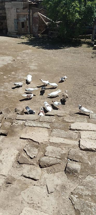 heyvan: Satılır hamısı sağlam nişanlı heyvanlardı Tək tək satılmır. Kom hamısı — 4