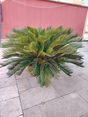 xurma: Bitki: Cycas revoluta (Saqo xurması, Sago Palm) - Növ: Həmişəyaşıl — 2