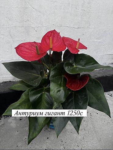 Другие комнатные растения: Комнатные растения: - Азалия — 700 с. Компактные кустики с пышными — 14