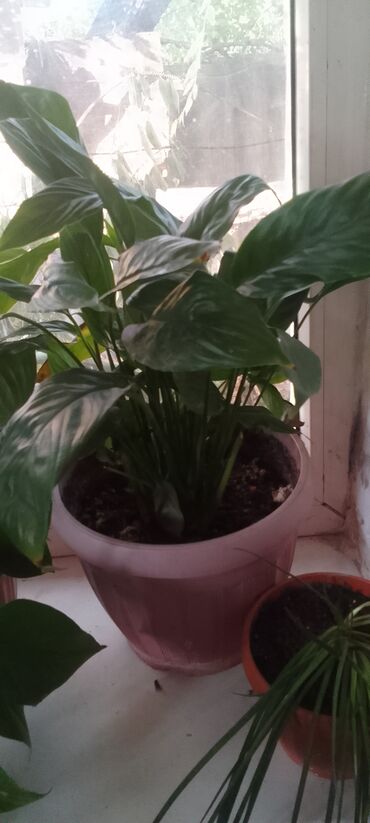 цветы бишкек: Женское счастья 700с