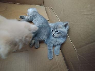Животные: Шотландская — 4