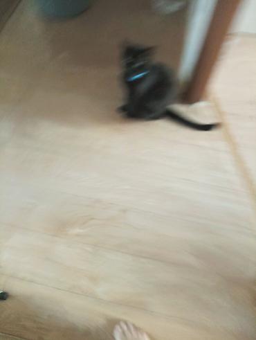 кошка майкун: Отдам в хорошие руки аккуратного чёрного котёнка. Стройный, с гладкой — 1
