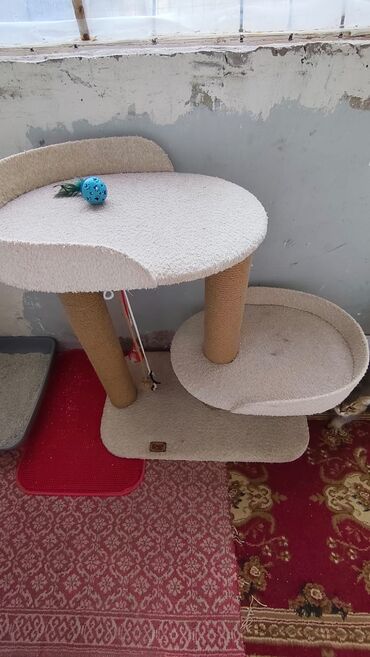 Yuvalar: Bir pisiye aid olan butun esyalar satilir yemek qabi qum qabi boyuk — 7