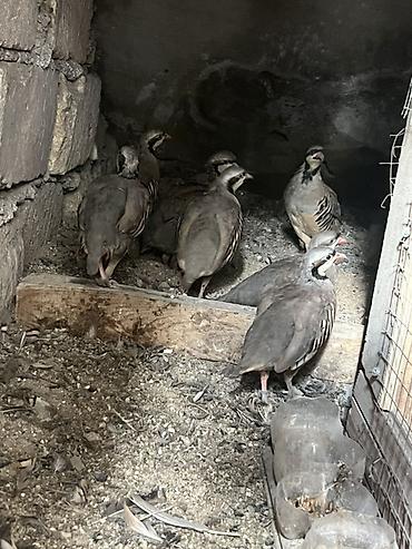 попугайчики купить: Məhsul: Dağ kəklikləri yumurtasi ve cucesi — 1