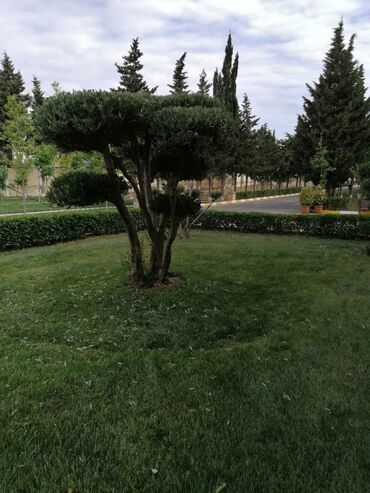 Bağbanlar: Bağban, 44 yaş, 5 ildən artıq təcrübə — 3