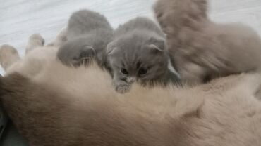 Мышыктар: Скотиш Фолд (Шотландиялык шалпаң кулак), 2 айлык, Ургаачы, Кызгылт көгүш lalafo.kg да Мышыктар: Скотиш Фолд (Шотландиялык шалпаң кулак), 2 айлык, Ургаачы, Кызгылт көгүш