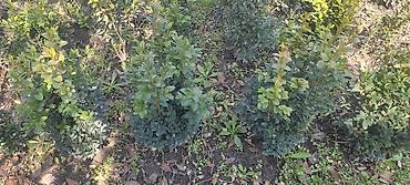 Другие декоративные деревья: Самшит — 8