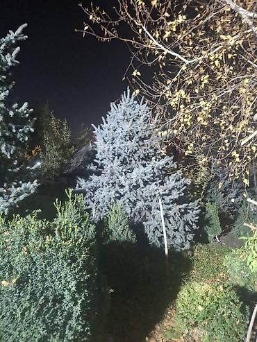 Декоративные деревья: Саженцы деревьев: Ели — 14