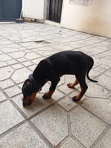 i̇t doberman: Doberman, 2 ay, Dişi, Ünvandan götürmə — 2