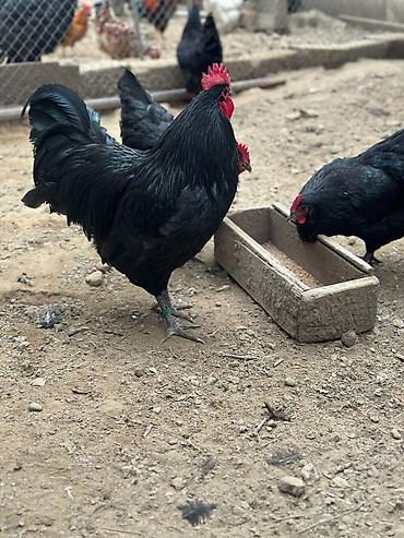 ucuz quslar: Alman uzunquyruq orginal Avstrolorp mayalı yumurtaları satılır. 1ədədi — 4