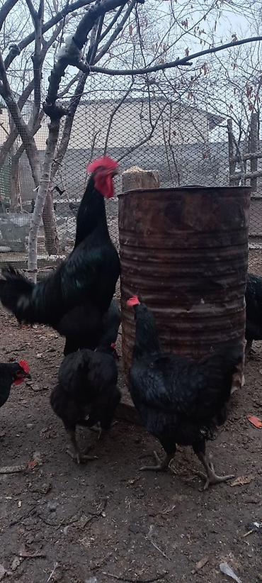 Куры, петухи: Продаю | Куры, Петух, Цыплята | Для разведения — 3