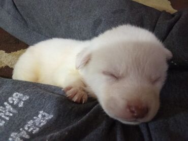 İtlər: Zvonok, 1 ay, Erkek, Ödənişli çatdırılma, Ünvandan götürmə, Pulsuz çatdırılma — 6