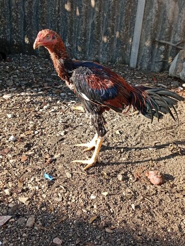 вислоухий шотландец котенок: Xoruz, Heyratı, il: <1, Ünvandan götürmə