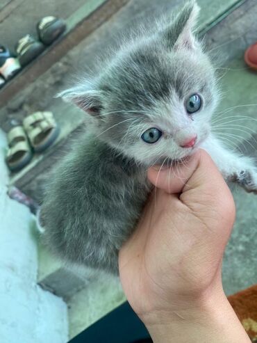 сколько стоят вислоухие кошки: Котята серо-белого окраса - Пушистые малыши с голубыми глазами