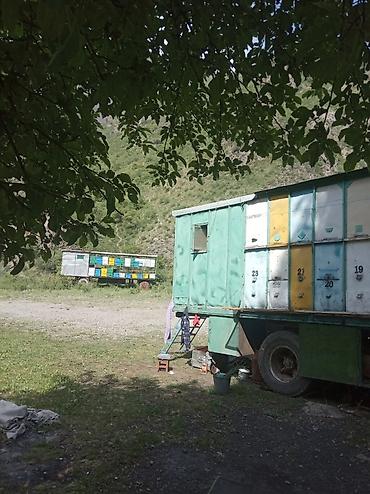 соты: Продам мёд настоящий натуральный горный . мёд в сотах забрус От — 6