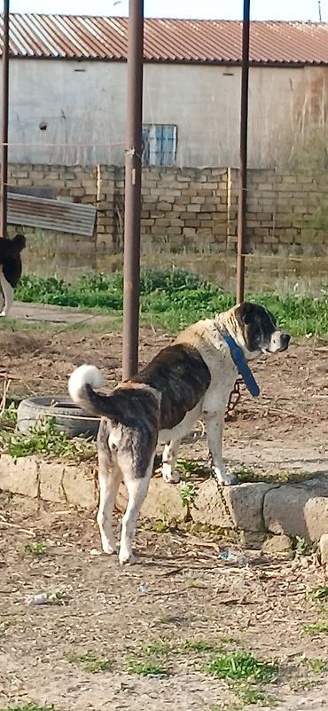 İtlər: Qurdbasar, 4 il, Dişi — 6