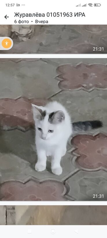 во сколько стерилизовать кошку: У белого котенка Мама крсыловка и он уже ловит мышей и приносит на