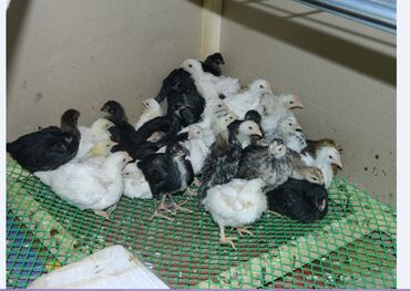 животные в зоомагазине: Месячные цыплята. Вакцинированные. 120 штук