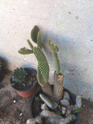 Kaktus: Kaktusi vise vrsta — 1