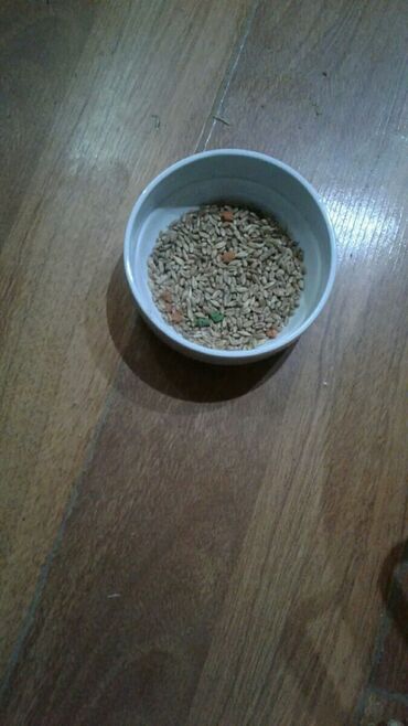 Qəfəslər: Xamyak ucun Qefes satilir qiyməti 25 azn bashqa qefeslerde var -da lalafo.az — 28 Qəfəslər: Xamyak ucun Qefes satilir qiyməti 25 azn bashqa qefeslerde var — 28