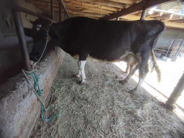 бильгийский бык: Продаю | Корова (самка) | Для молока