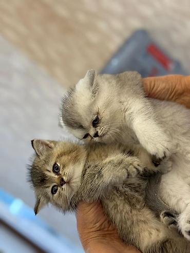 Pişiklər: Britan — 7