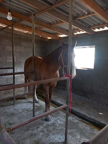 Лошади, кони: Продаю | Конь (самец) | Полукровка | Рабочий — 8