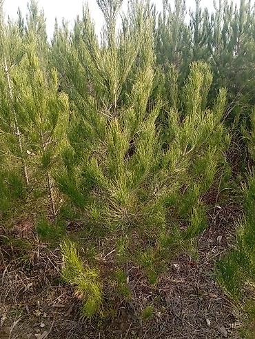 Tinglər: Şam (pine) tingləri – iynəyarpaq landşaft ağacı - Növ: Şam ağacı — 12