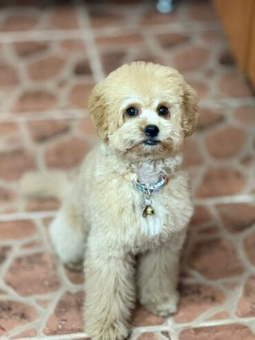 Услуги ветеринара: Продаем в хорошие, заботливые руки мини-пудель, девочка, 7 месяцев( — 1