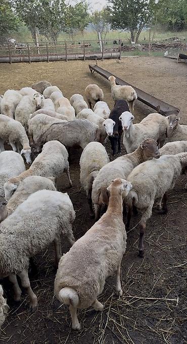 cücə və xoruz təmsil: Quzular tam Saglam Real Fikiri Olanlar Narahat etsinler — 2