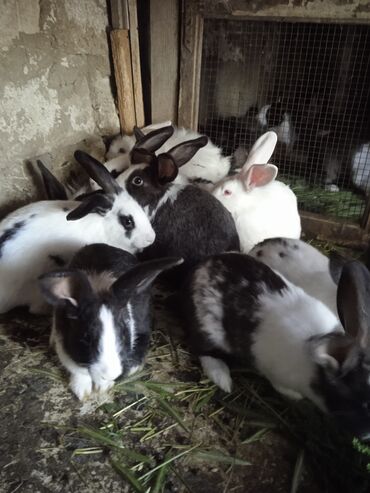 Salam, dovşanların qiyməti 10 azn dən başlayır hər cürə hər çəkidə
