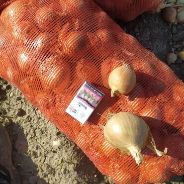 Овощи: Продаю семена лука лук луки манас высшего качество урук пияз пьяз — 11