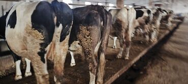 Коровы, быки: Продаю | Корова (самка) — 2