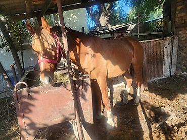 Продам с/х животных: Продаю | Кобыла (самка) | Полукровка | Рабочий — 3