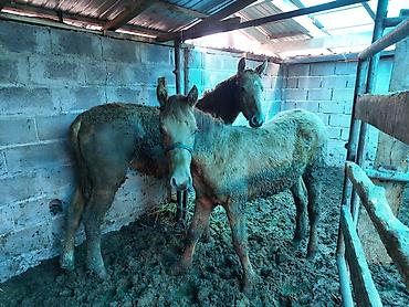 Лошади, кони: Продаю | Жеребенок | Дончак | Для разведения | Племенные — 3