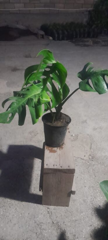 Digər bitkilər: Böyük, parlaq yaşıl yarpaqları olan bir Monstera bitkisi. Yarpaqları