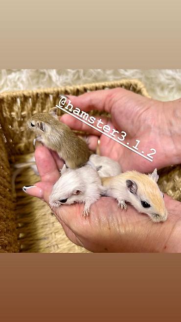 Птицы: Ручные песчанки монгольские. Красивые окрасы, есть девочки и мальчики — 10