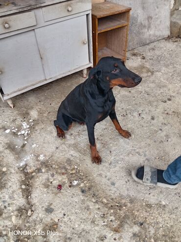 шпиц в баку: Doberman, 6 ay, Dişi, Peyvəndli, Ünvandan götürmə