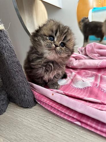 Pişiklər: Fars — 3