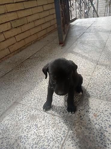 heyvan sahiblənmə: 1 ay, Erkək, Peyvəndli, Ünvandan götürmə — 1
