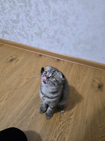 Pişiklər: Şotland yastı qulaq — 25