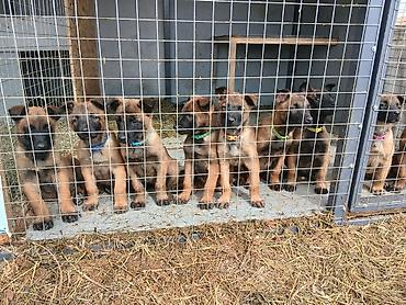 Продажа собак: Предлагаются к бронированию щенки Белгийской овчарки Малинуа.Щенков 9 — 17