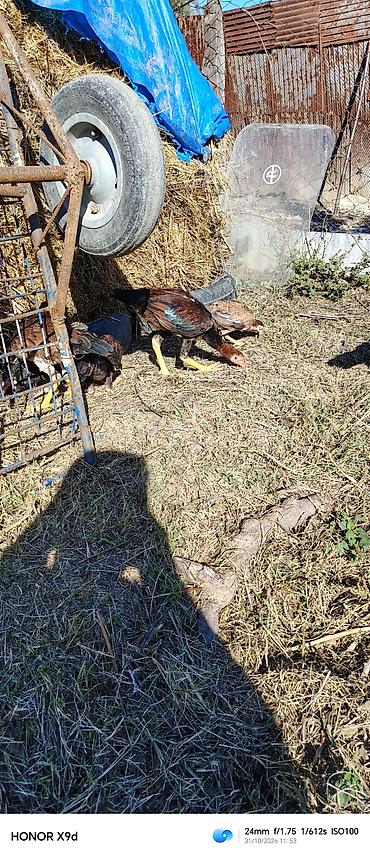 bildircin ne kadar: Heyratı becələr satılır ferqli qiymetlere 5 aylıq 4 aylıq — 3