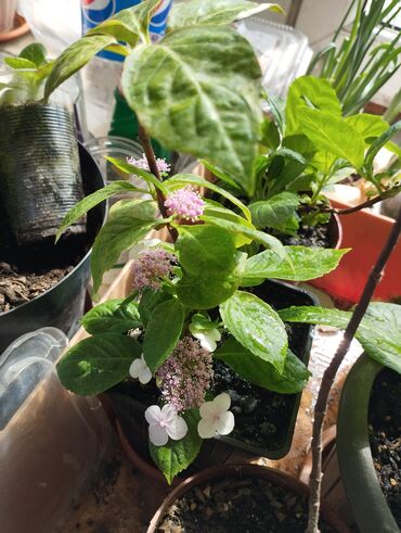Другие виды семян и саженцев: Продаю гортензию 2 видакрупнолистная розовая и пильчатая