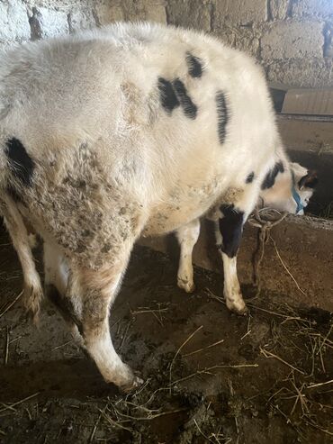 Коровы, быки: Продаю | Музоо, торпок | Полукровка | На откорм | Привязанные — 2