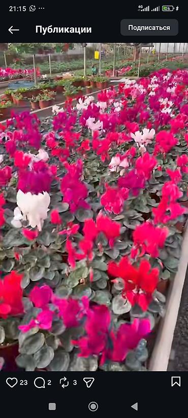 Другие комнатные растения: ОПТОМ Цикламен комнатный в горшке. - Компактные кустики с мраморными — 9